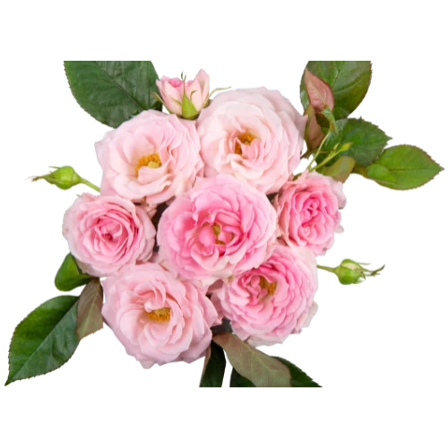 نهال گل محمدی