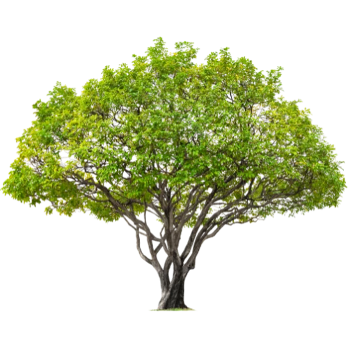 سایر نهالها